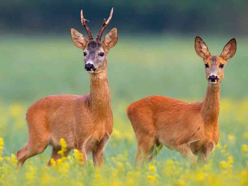 roe deer - mammals with detailed facts including diet, lifespan, weight and habitat information